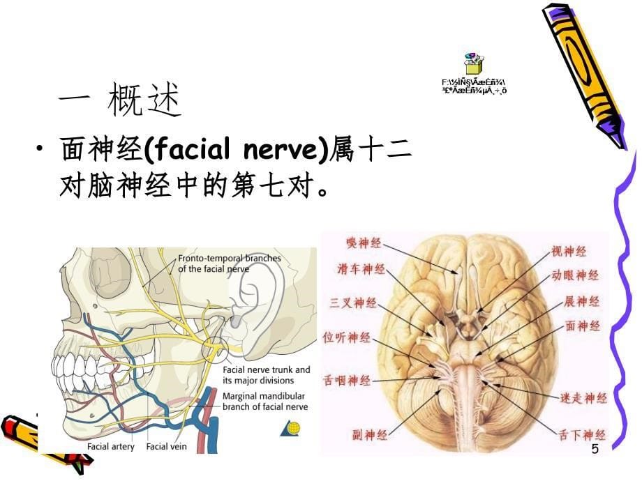 颌面部神经之面神经PPT课件_第5页