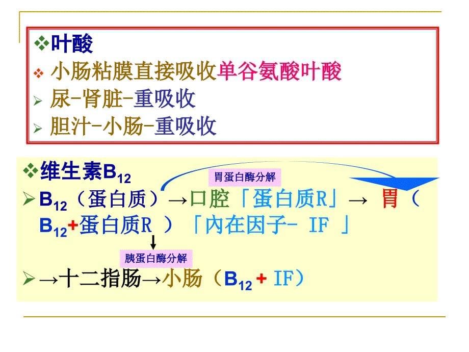 《b族维生素归纳》PPT课件.ppt_第5页