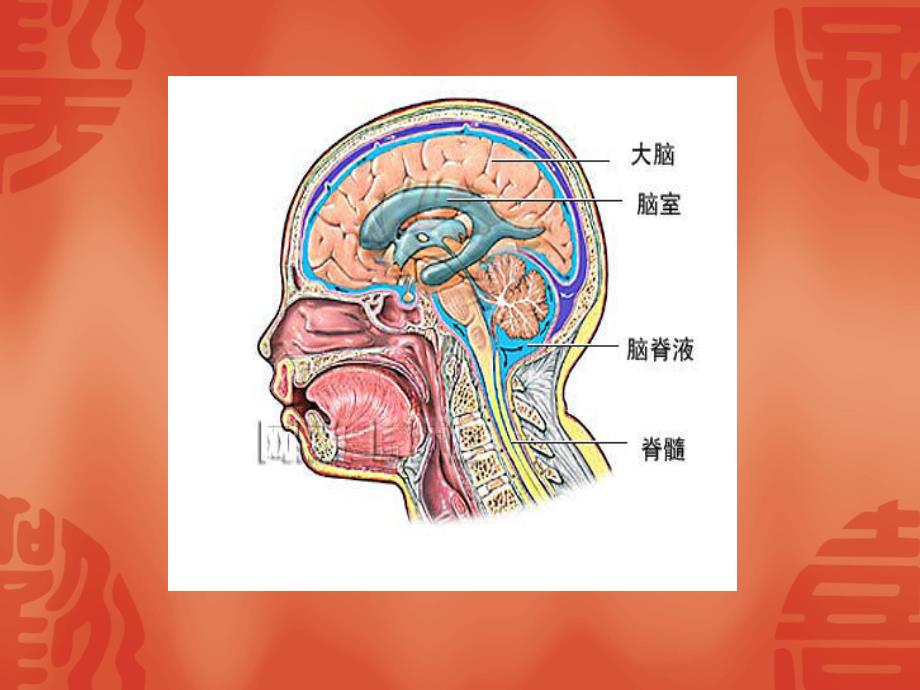 腰椎术后脑脊液漏的观察和护理_第4页