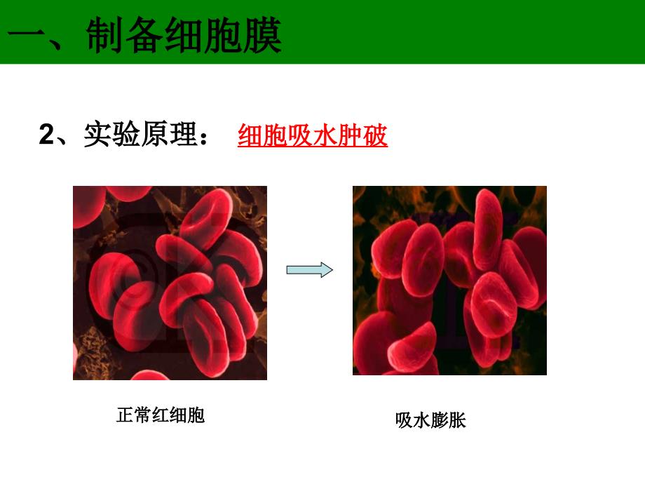 细胞的边界课件_第4页