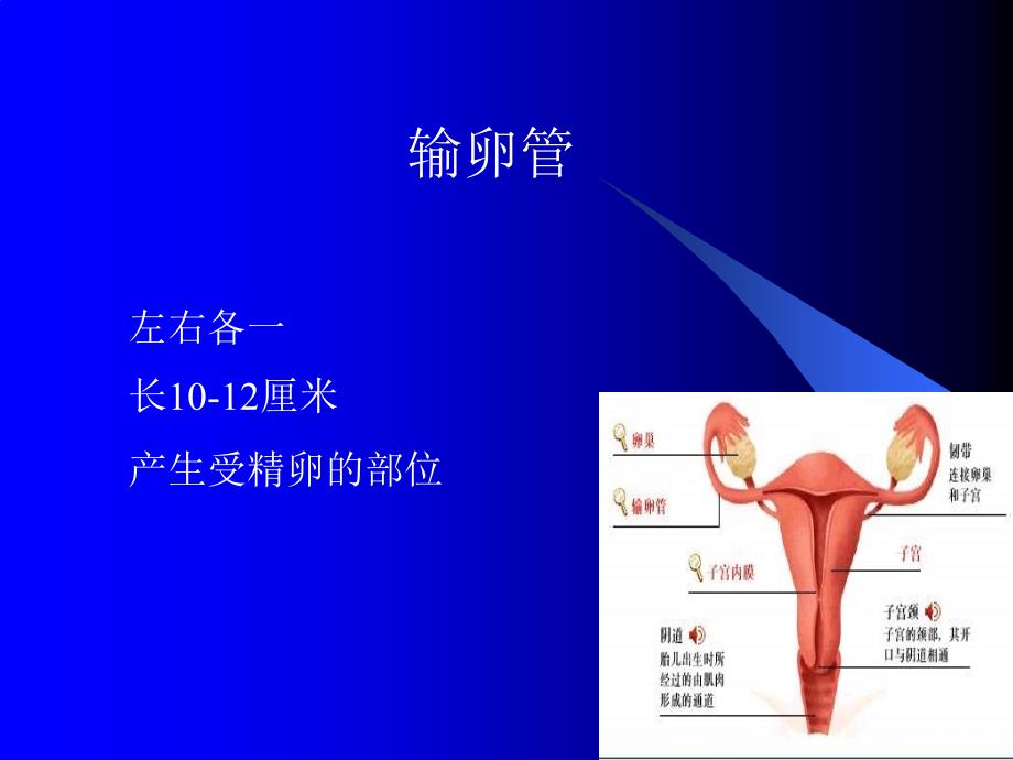 女性的三道天然防线_第4页