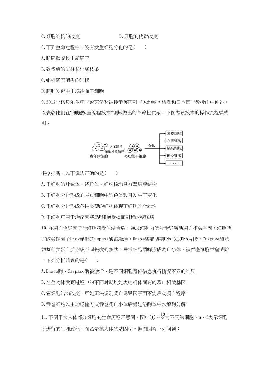 （通用版）高二生物 专题15 细胞分化、衰老、凋亡和癌变暑假作业（含解析）-人教版高二生物试题_第5页