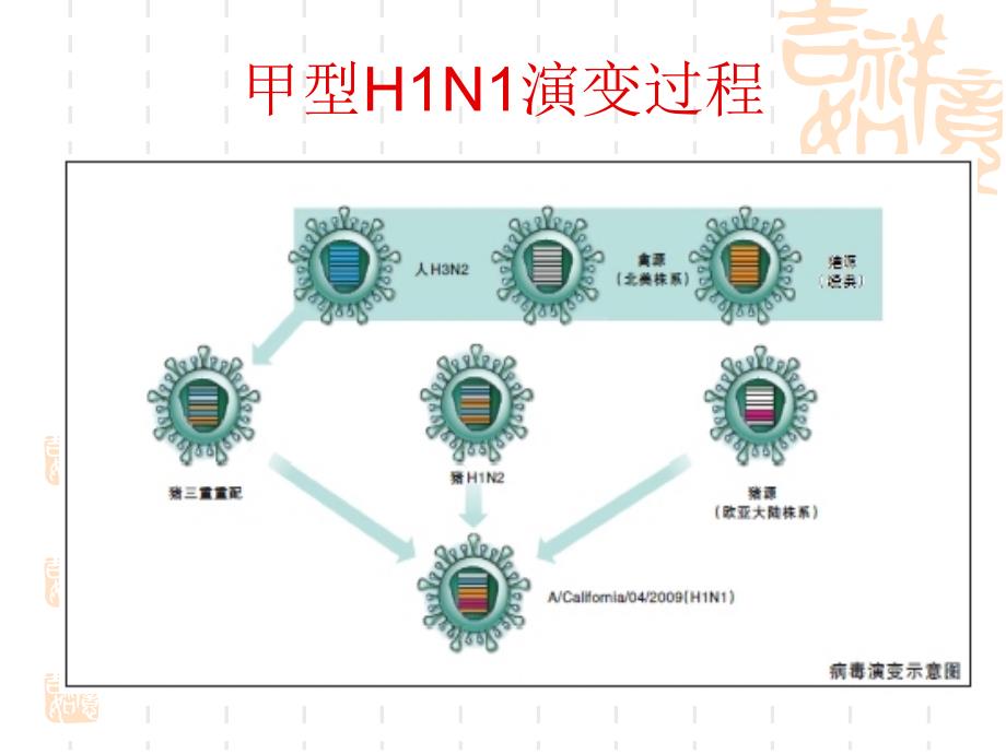 甲型H1N1流感讲座山东省新发突发传染病讲座_第4页