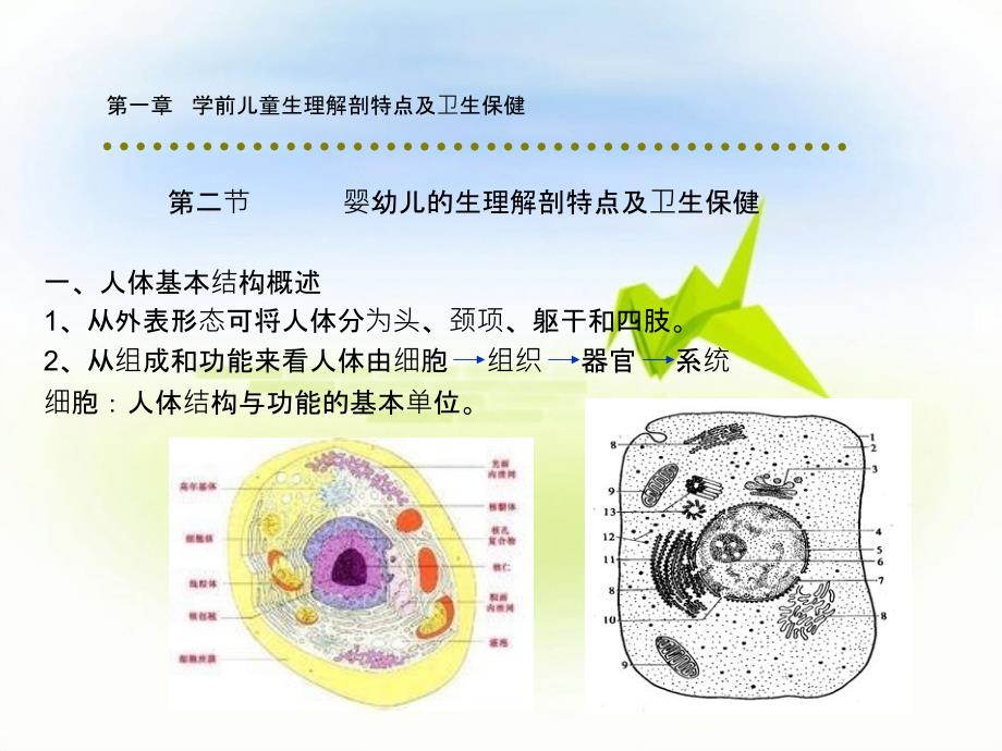 第1章学前儿童生理解剖特点及卫生保健_第4页