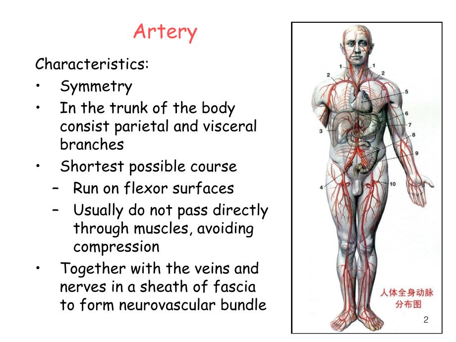 麦克明彩色人体解剖图.ppt_第2页