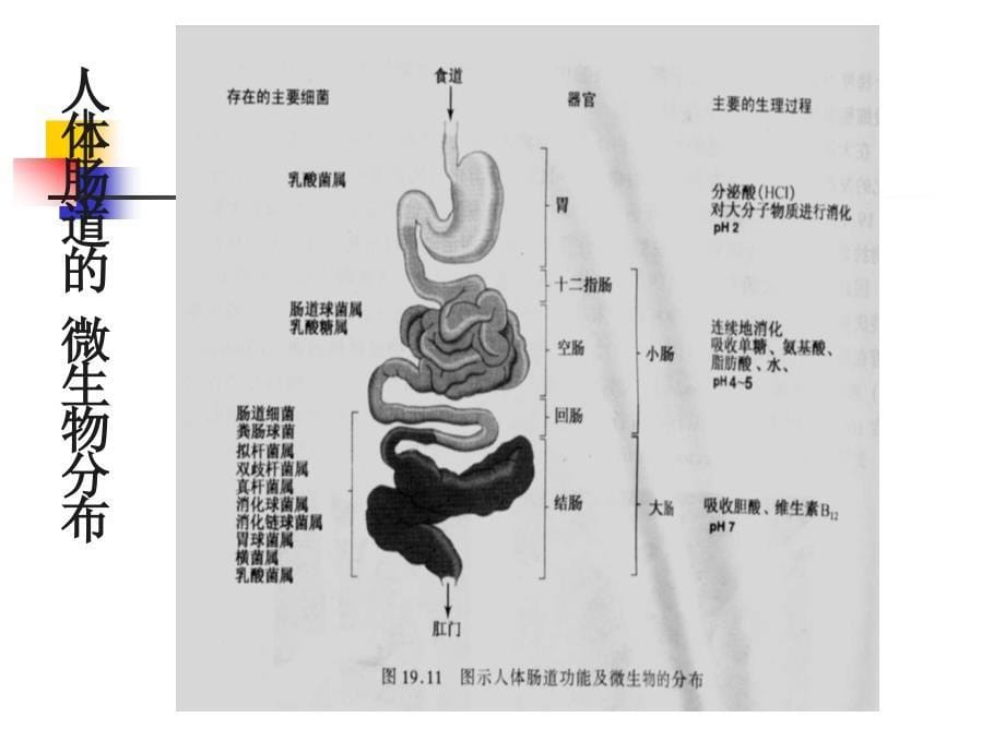 第八章微生物生态_第5页