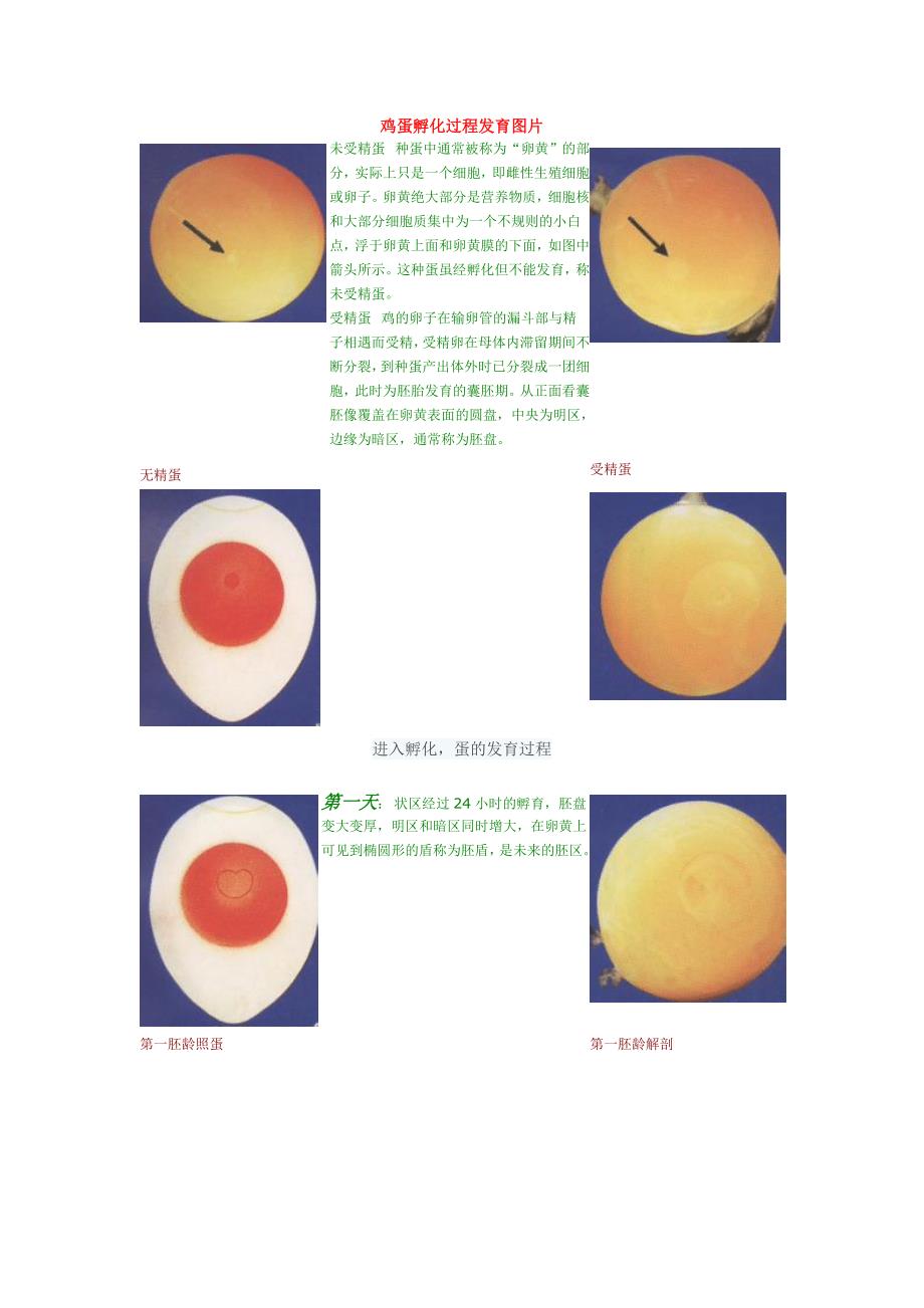 鸡蛋孵化过程发育图片_第1页