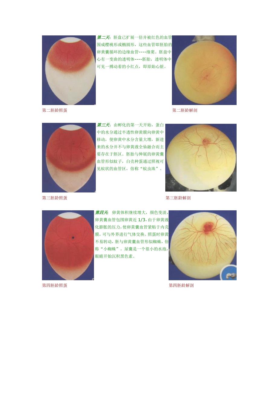 鸡蛋孵化过程发育图片_第2页