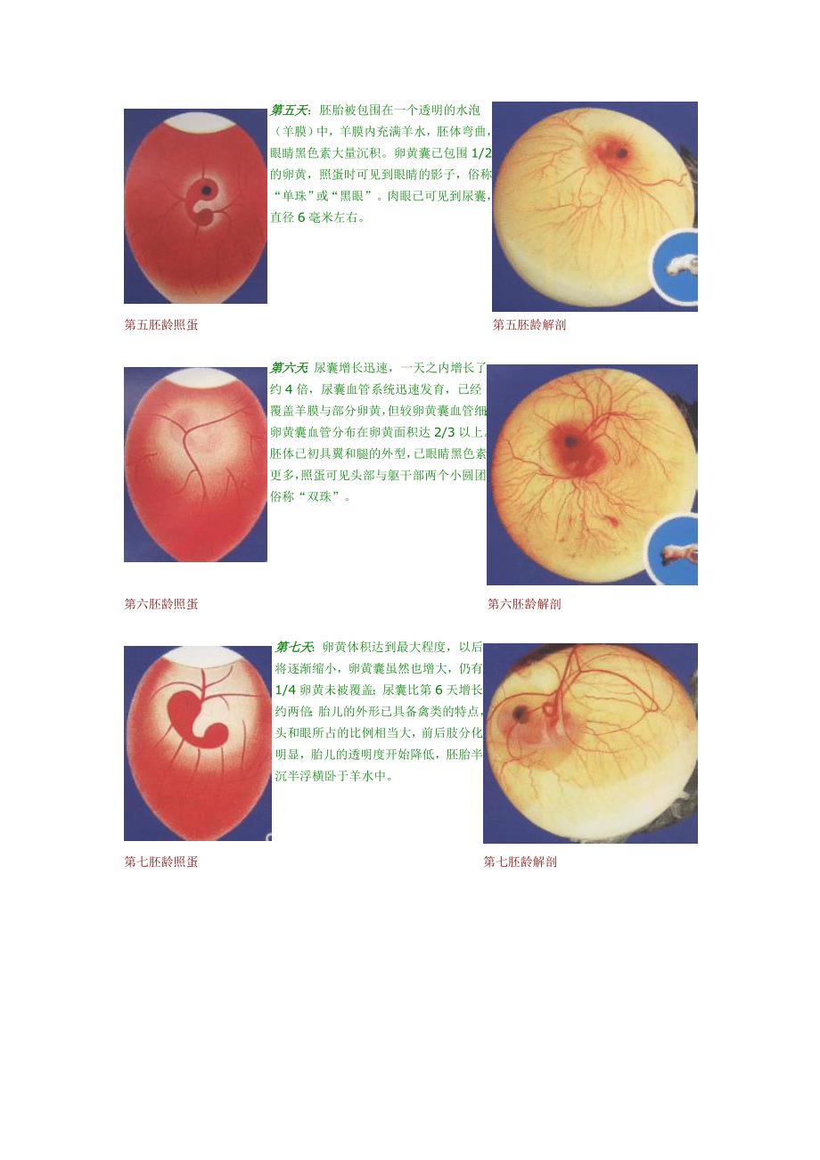 鸡蛋孵化过程发育图片_第3页