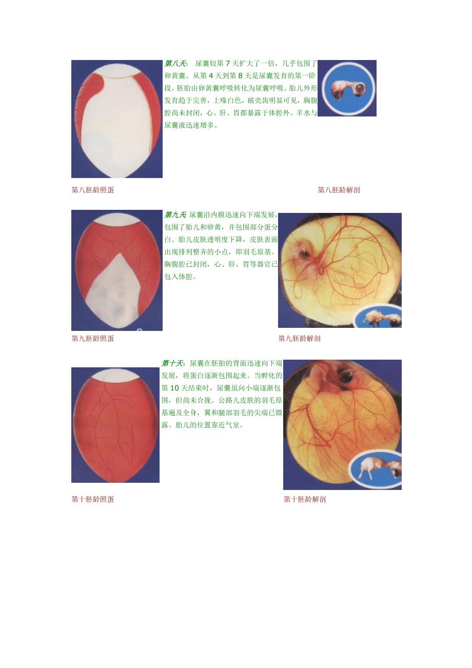 鸡蛋孵化过程发育图片_第4页