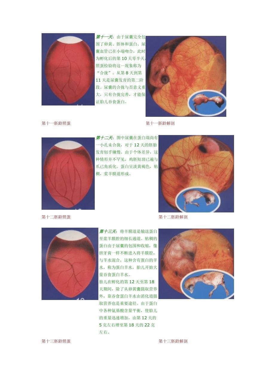 鸡蛋孵化过程发育图片_第5页