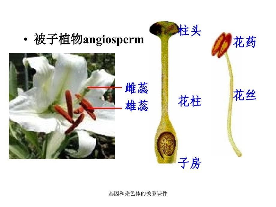 基因和染色体的关系课件_第5页