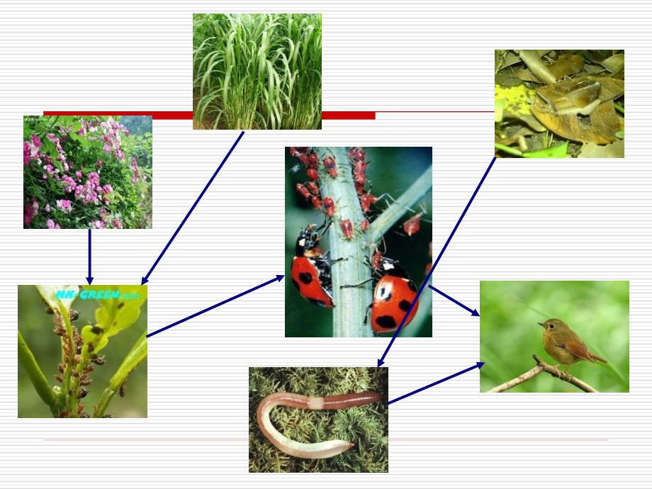 教科版科学五上食物链和物网课件_第4页