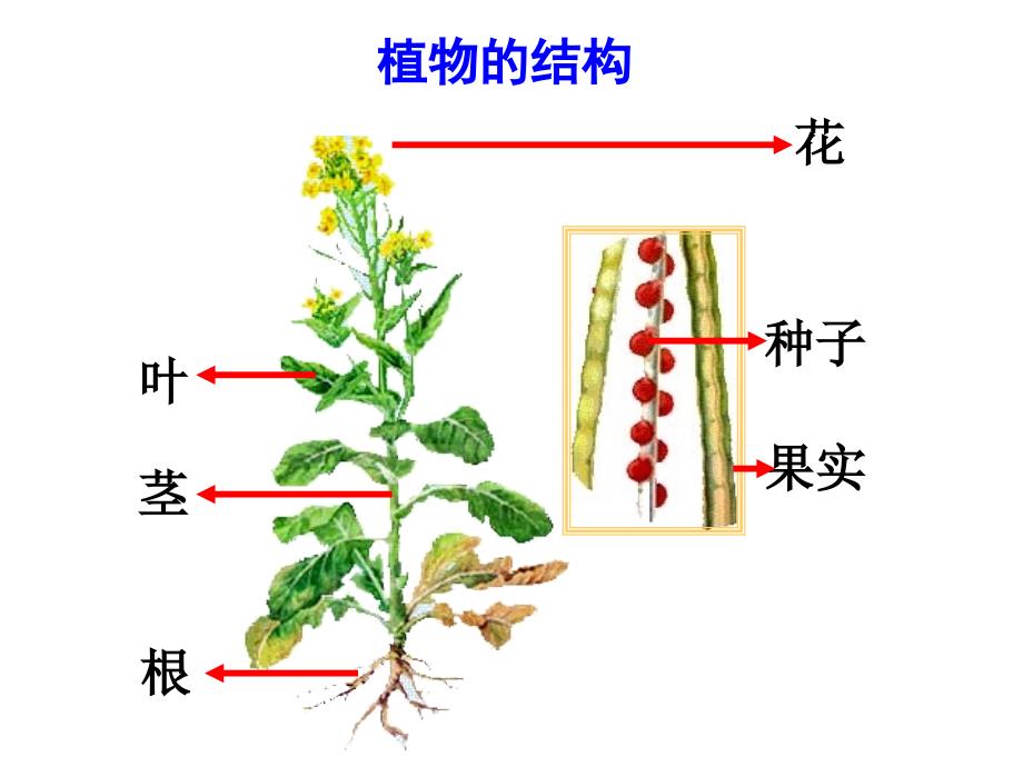 身体的结构PPT通用课件_第3页