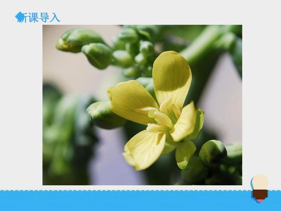 《植物的花》课件_第5页