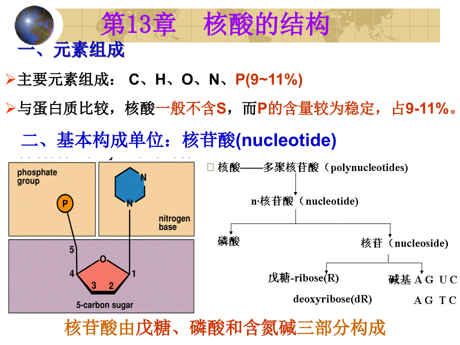 《核酸的结构》PPT课件.ppt_第1页