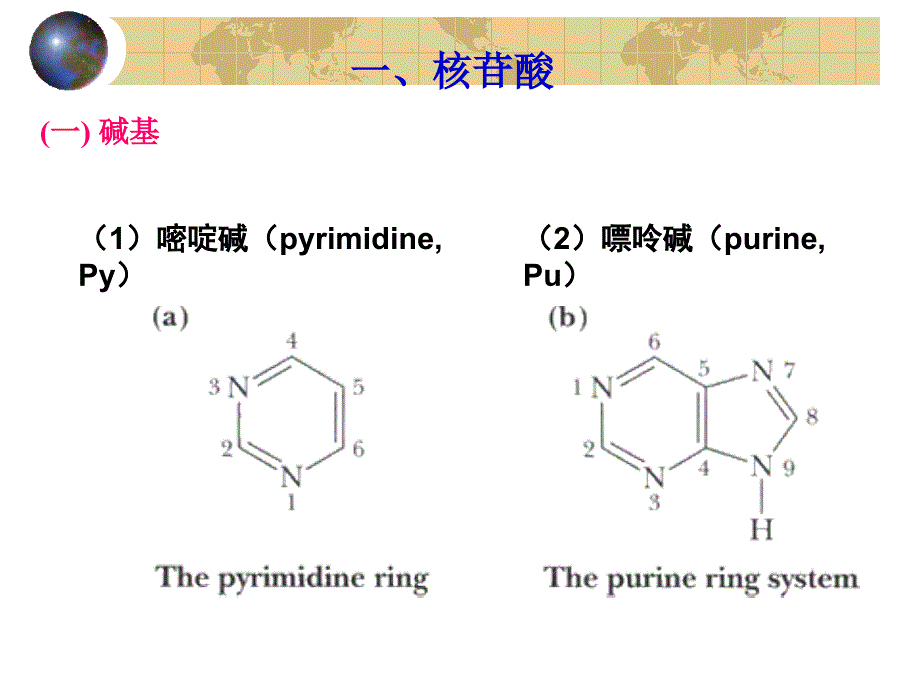 《核酸的结构》PPT课件.ppt_第2页