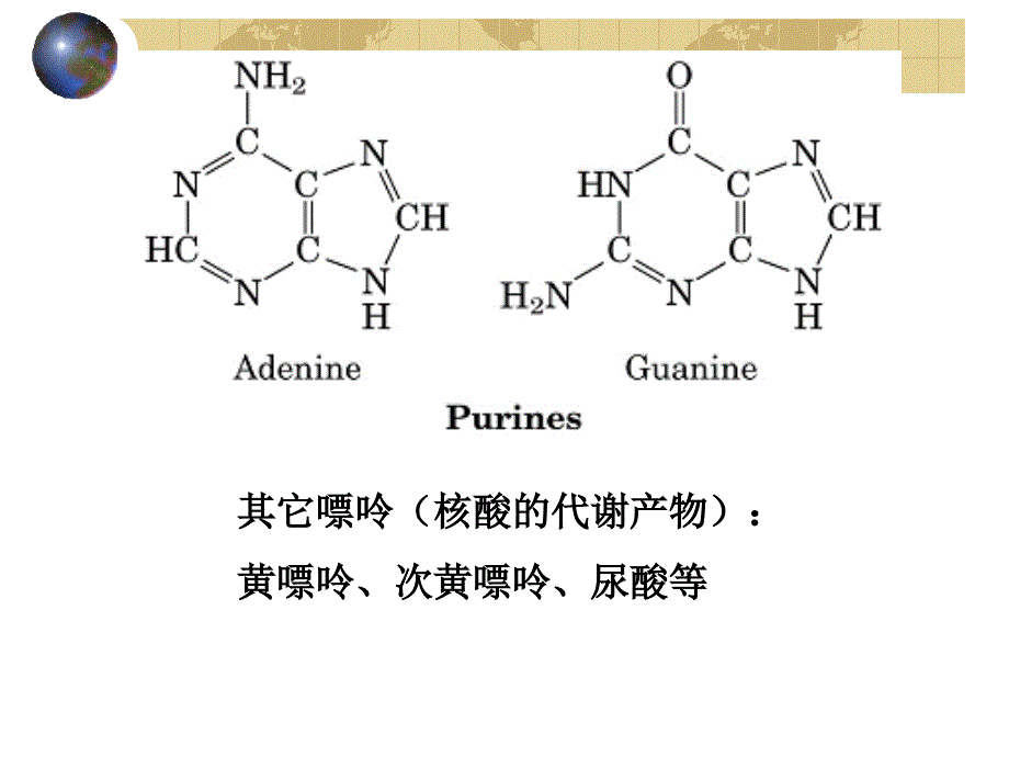 《核酸的结构》PPT课件.ppt_第4页