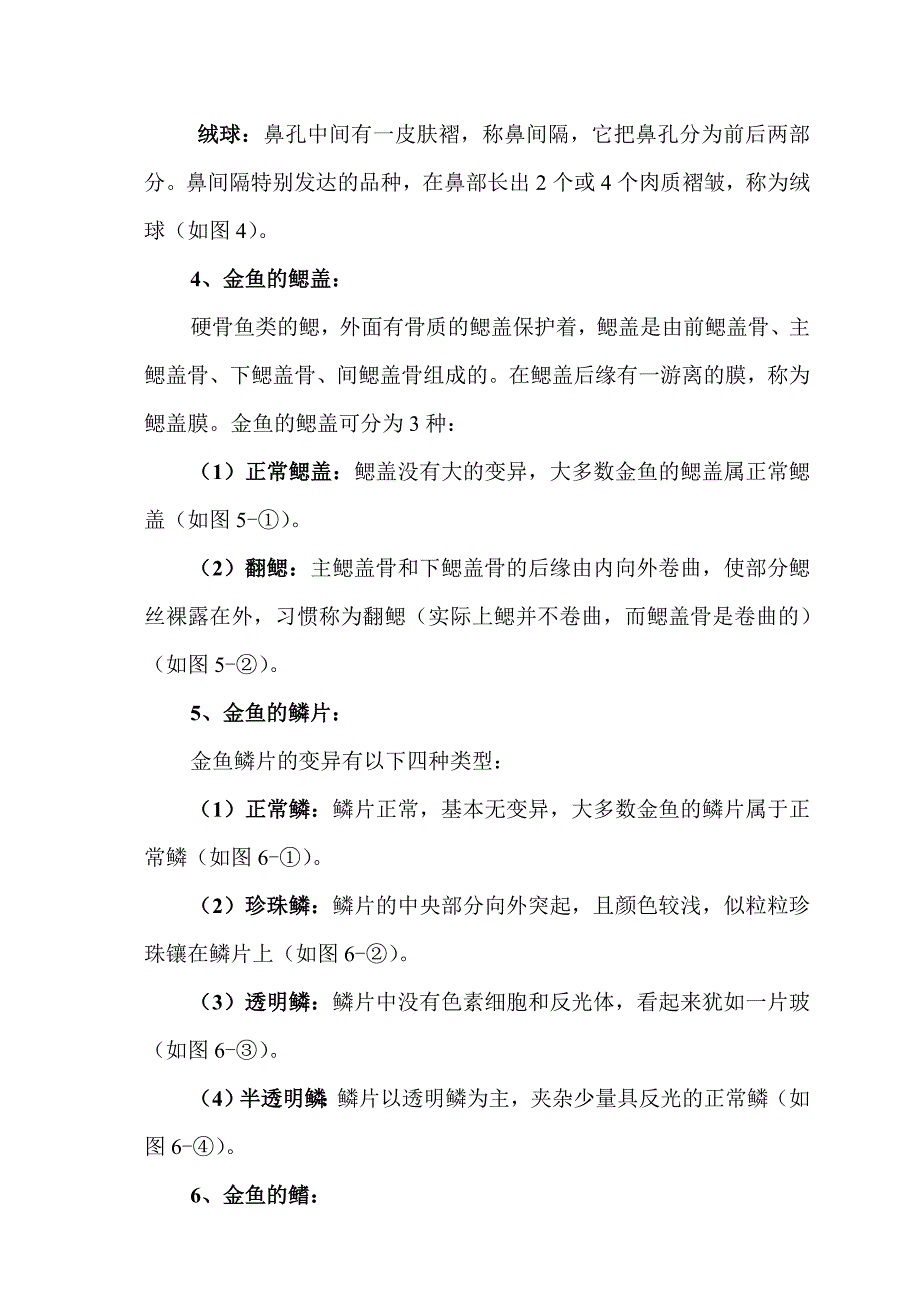 我爱观赏鱼之金鱼篇.doc_第2页