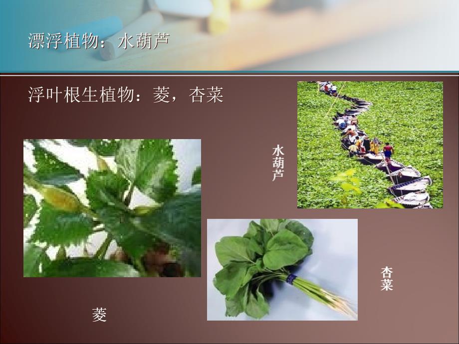 水处理生物学第九章_第3页