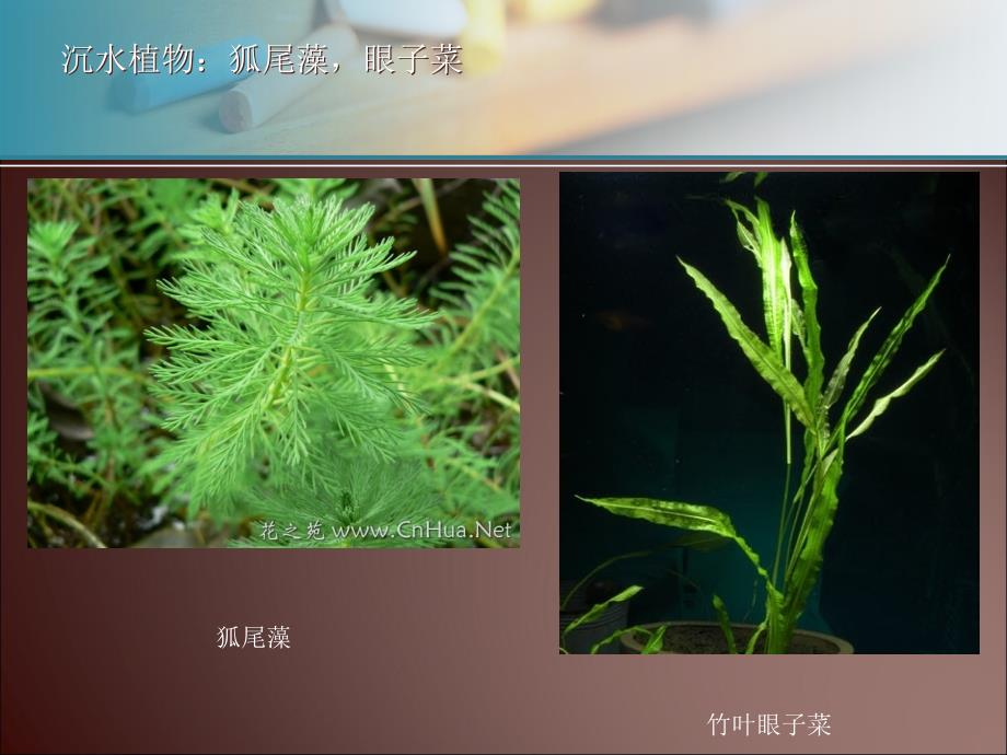 水处理生物学第九章_第4页