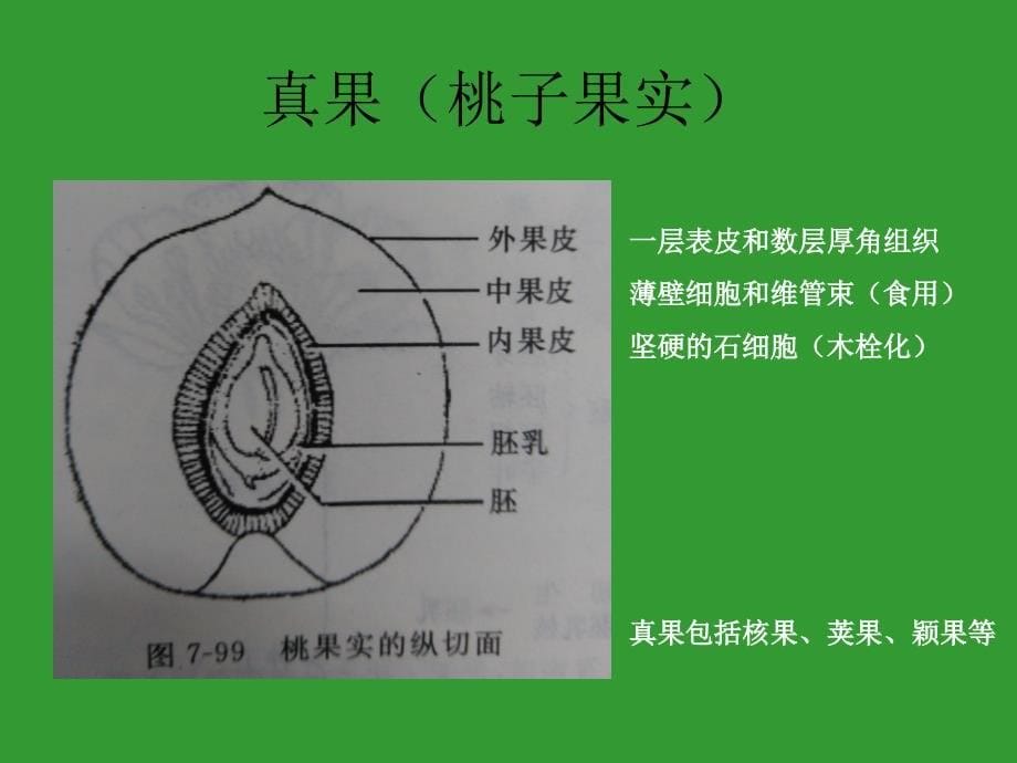 植物形态结构7果实高中生物竞赛辅导课件_第5页