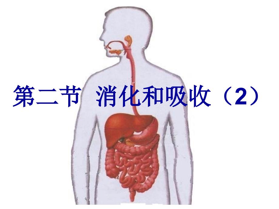 第二节消化和吸收_第2页