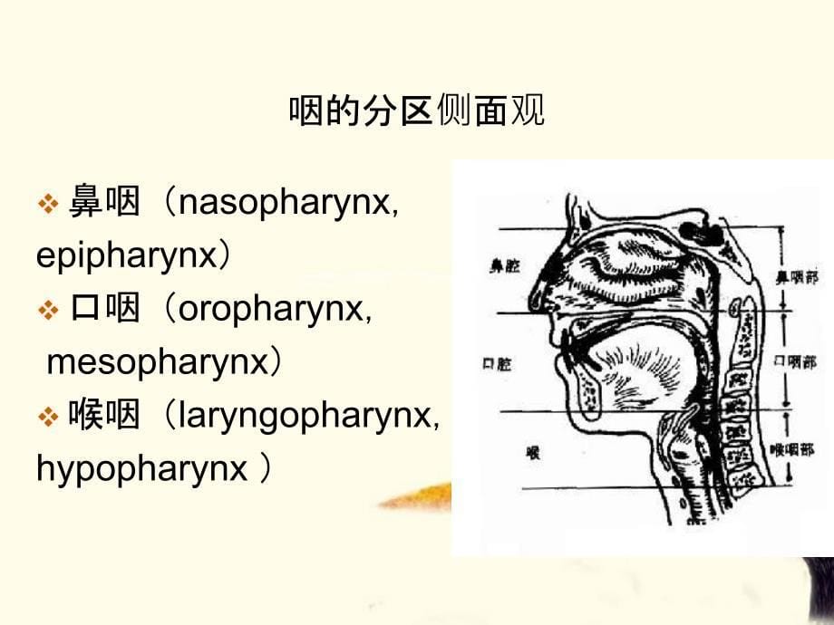 咽喉部正常解剖_第5页