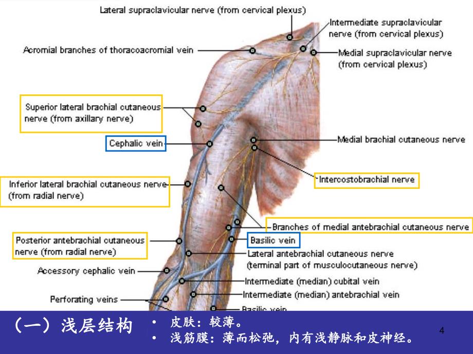 臂前区肘前区前臂前区的局部解剖与操作人体局解剖学文档资料_第4页