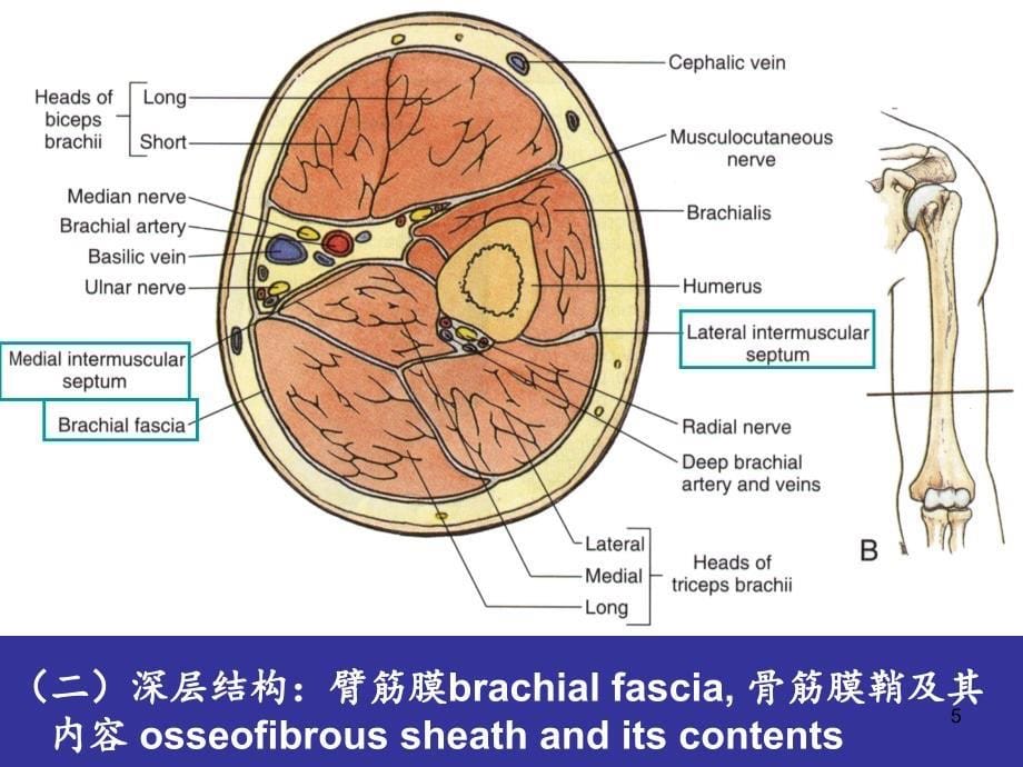 臂前区肘前区前臂前区的局部解剖与操作人体局解剖学文档资料_第5页