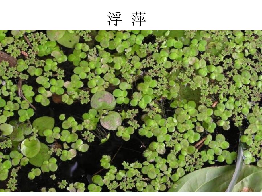 第四课水生植物_第2页