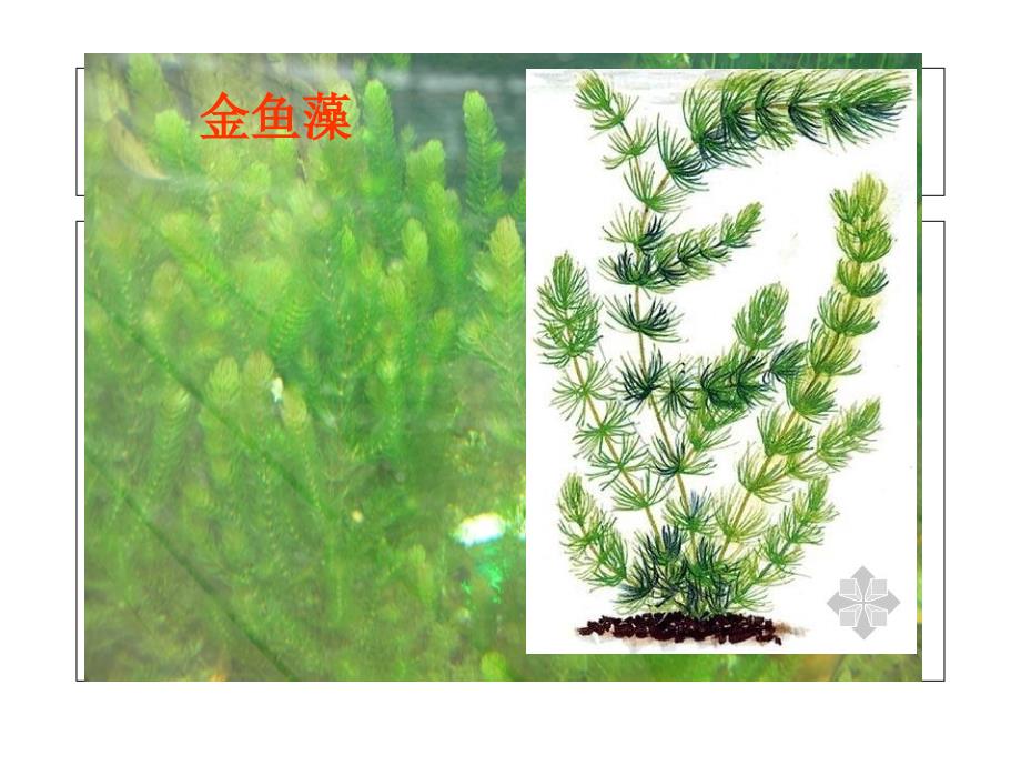 第四课水生植物_第4页