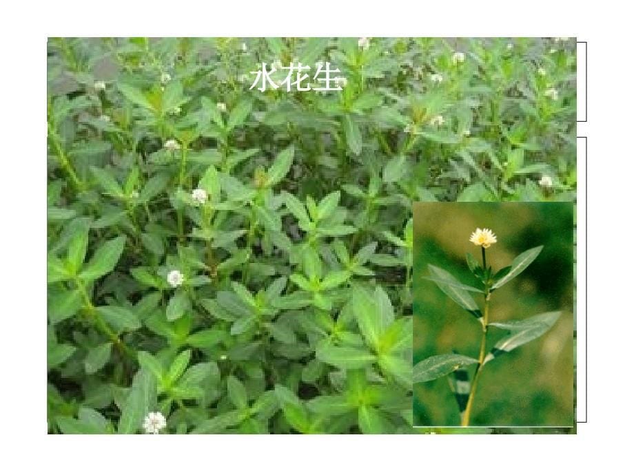 第四课水生植物_第5页