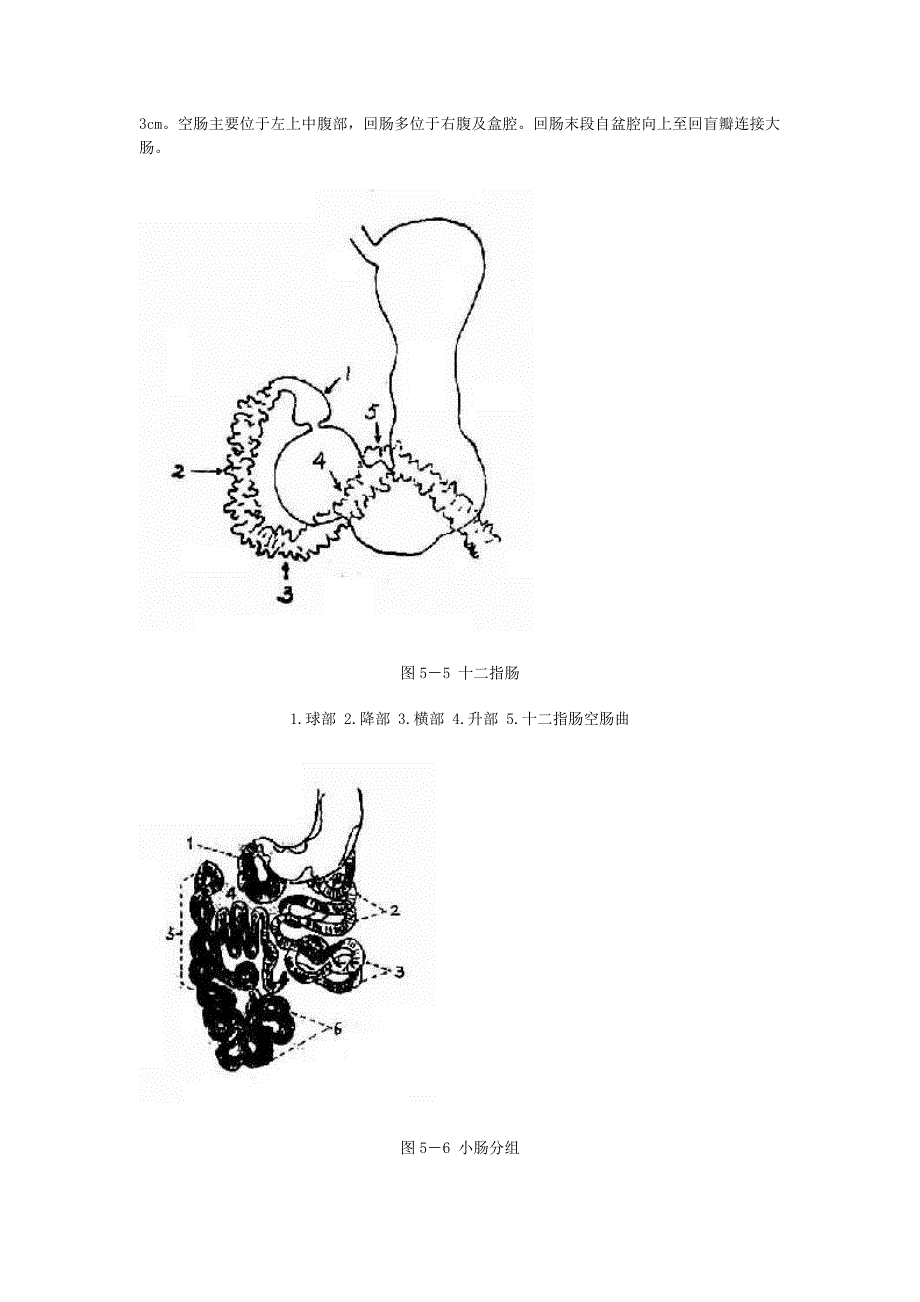 胃肠道正常X表现.doc_第5页