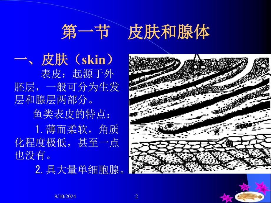 鱼类学皮肤及其衍生物_第2页