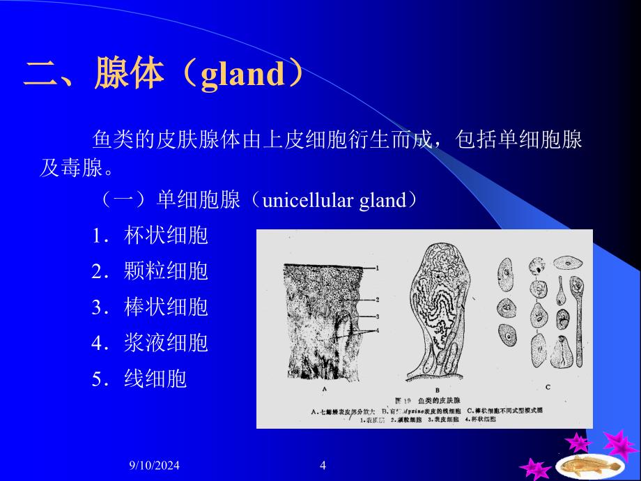 鱼类学皮肤及其衍生物_第4页