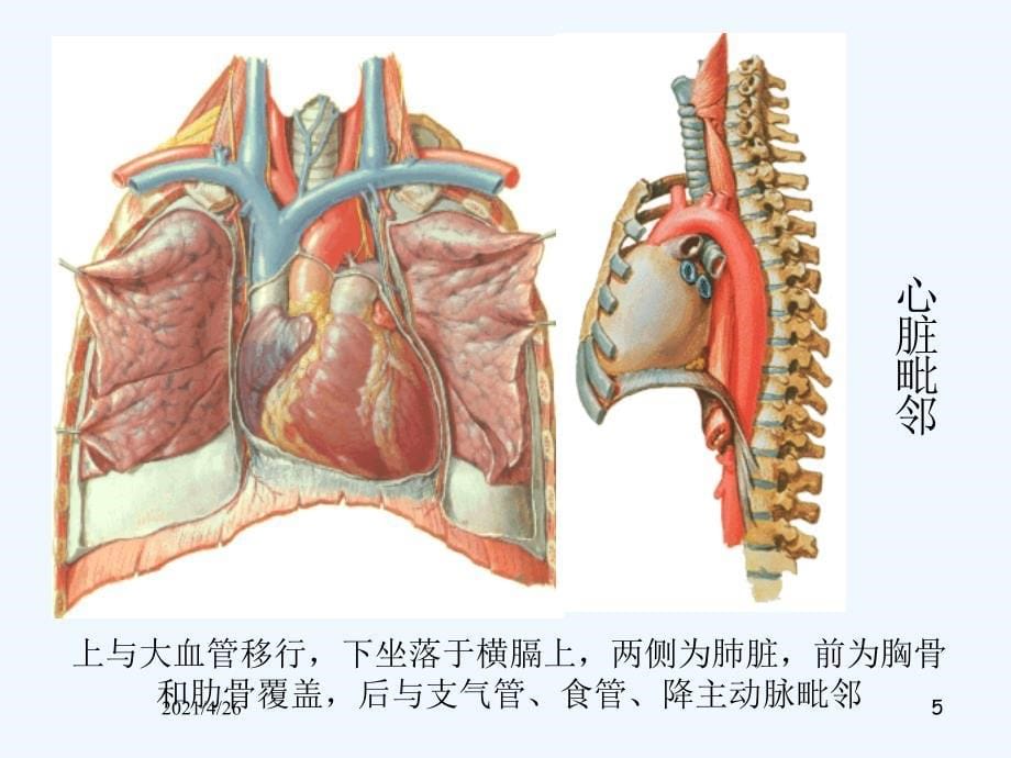 心脏超声诊断精品课件_第5页