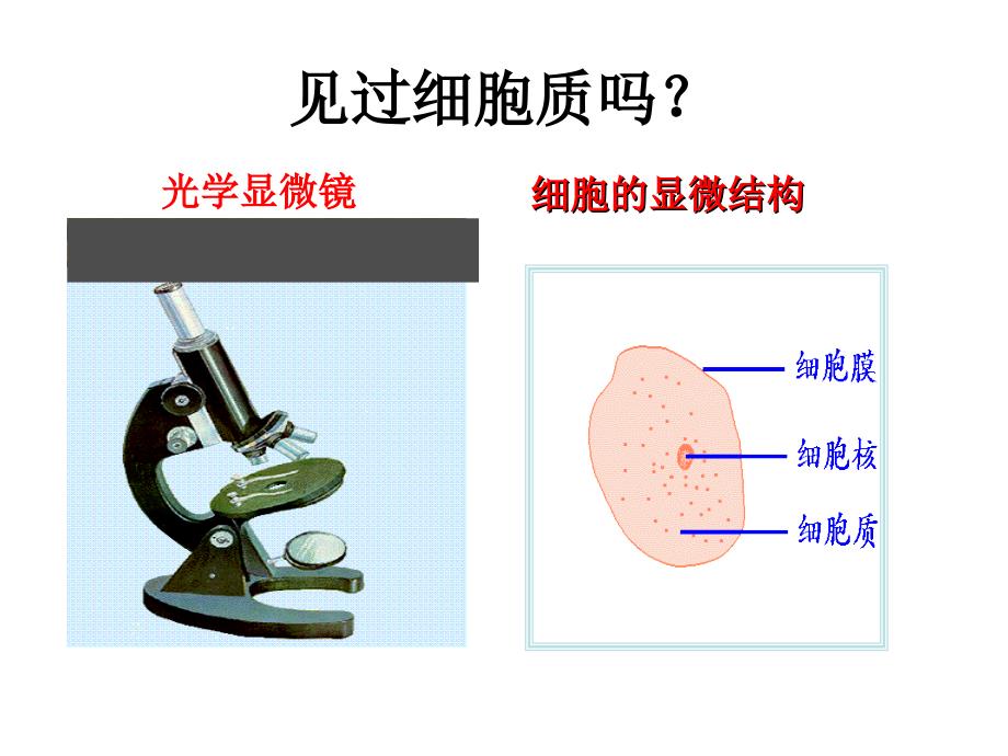 细胞器-系统内的分工合作_第2页