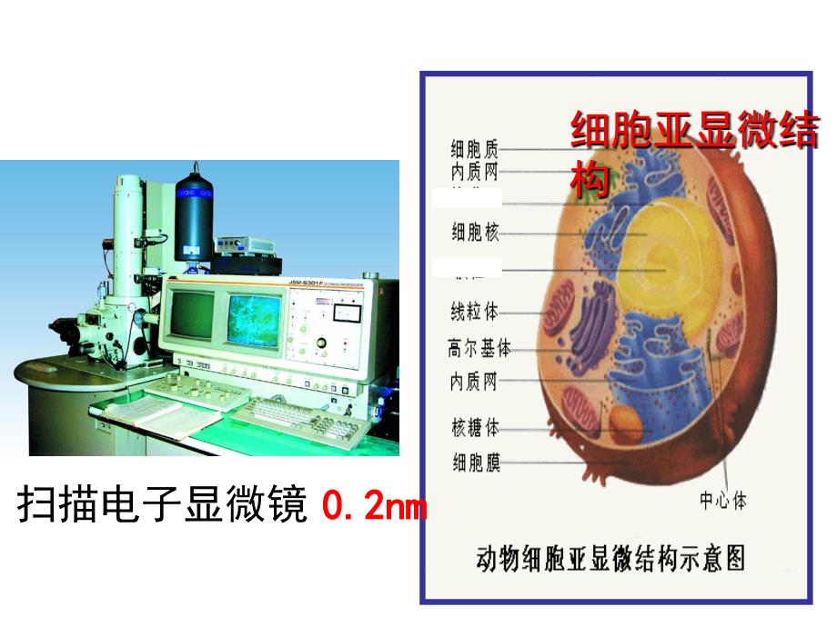 细胞器-系统内的分工合作_第3页