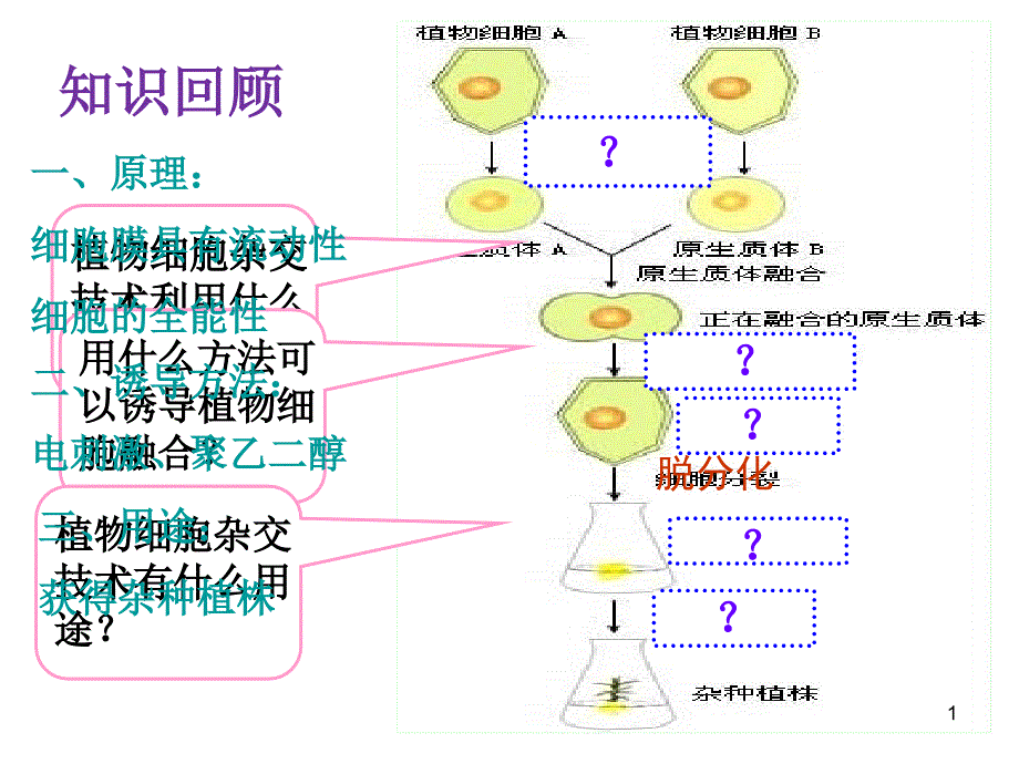 人教版教学课件动物细胞融合与单克隆抗体的制备(精品)_第1页