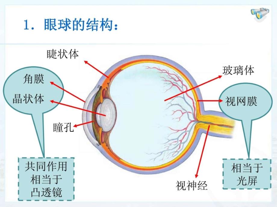 新人教版初中物理5.4眼睛和眼镜课件_第3页