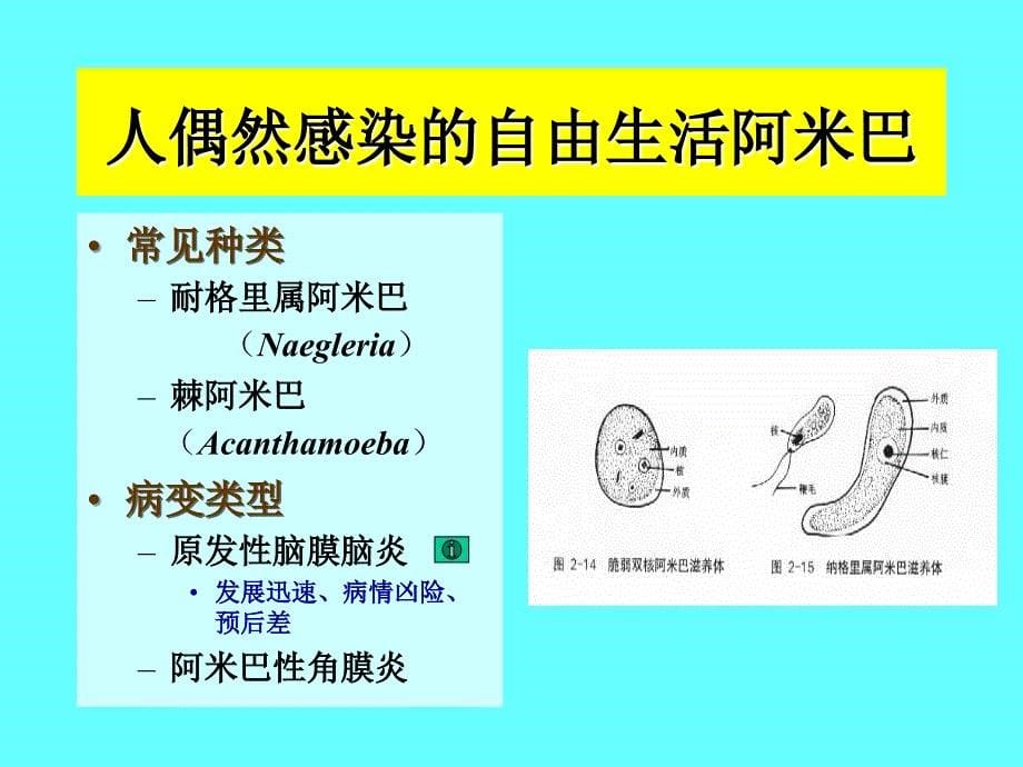 c寄生虫学阿米巴_第5页