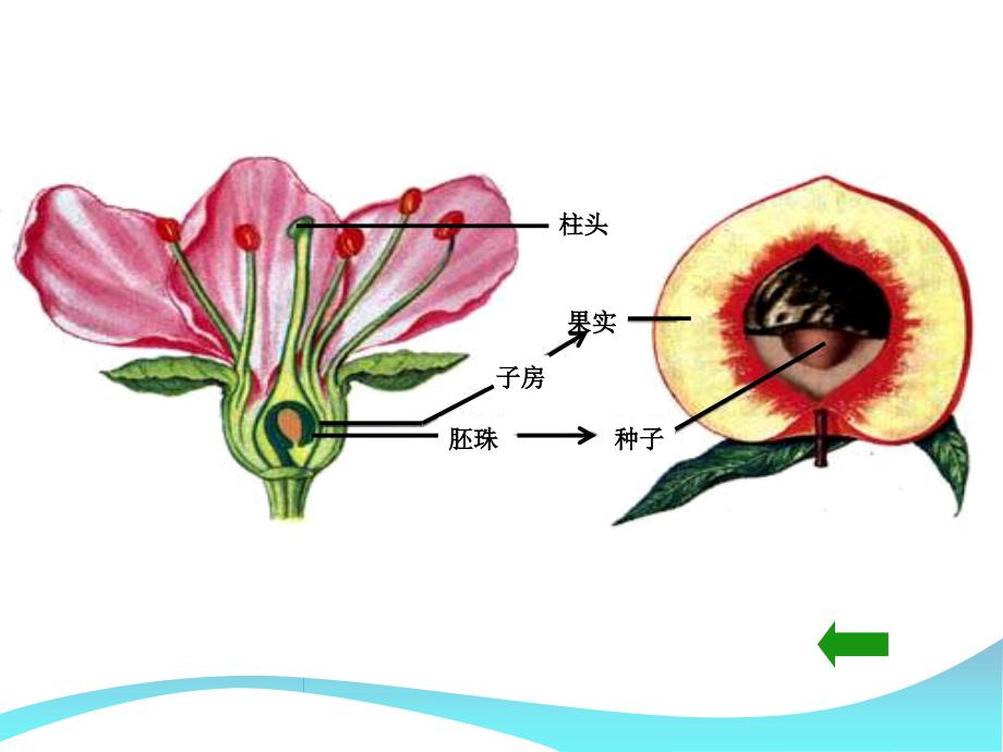 最新原始稿件必修三第三章植物生长素的发现ppt课件_第2页