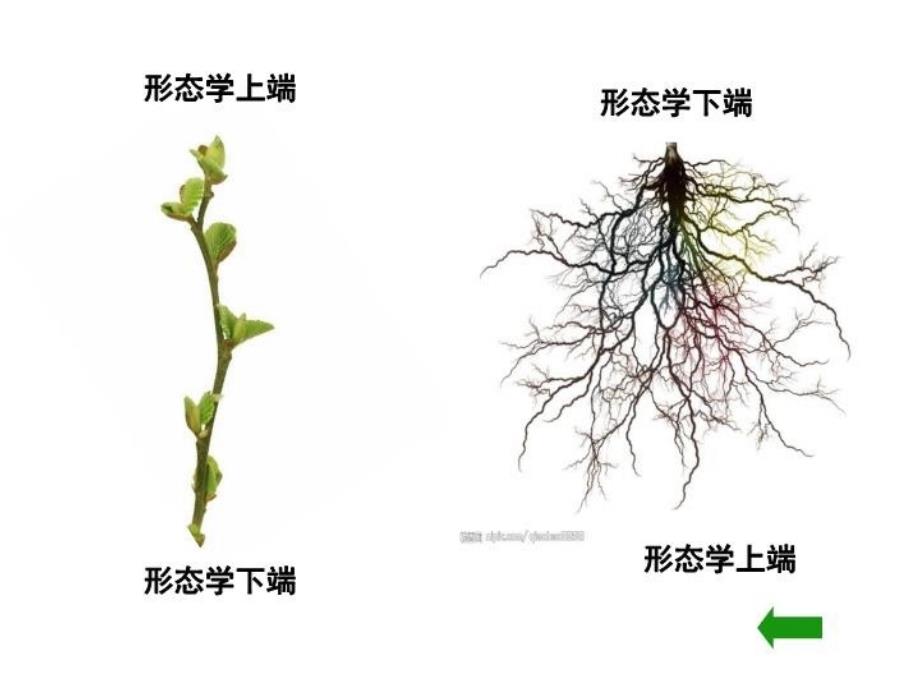 最新原始稿件必修三第三章植物生长素的发现ppt课件_第3页