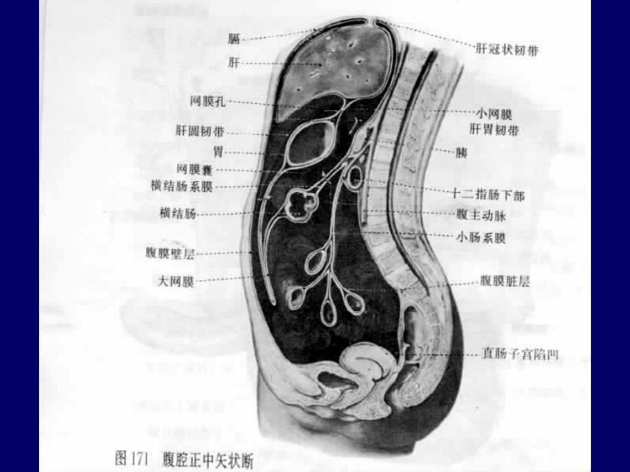 腹腔及腹膜后的CT诊断.ppt_第4页