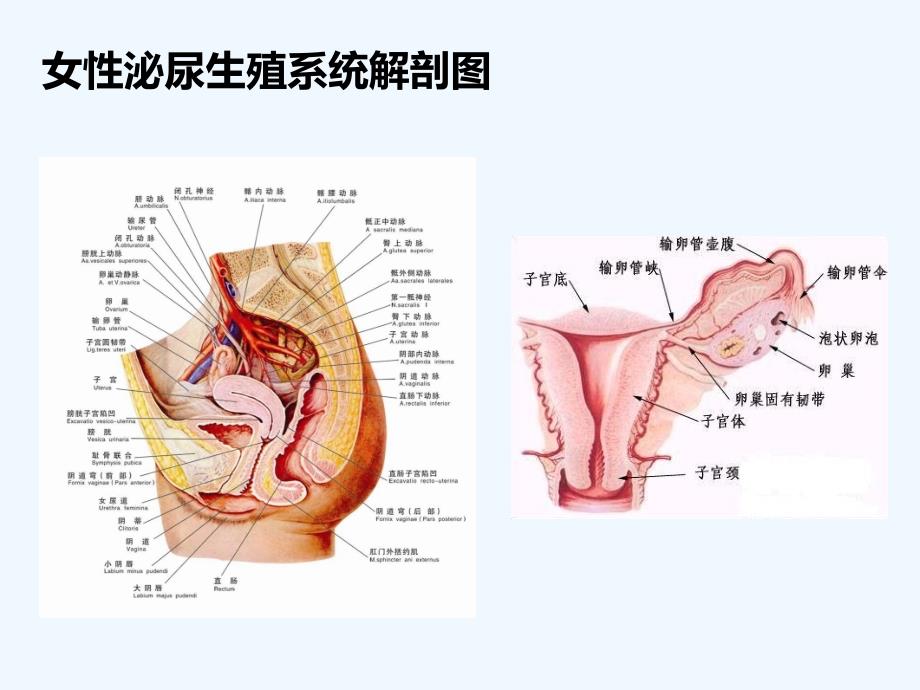 妇科常见疾病完成_第2页