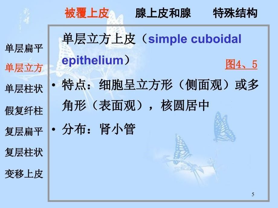 上皮组织课件共71页_第5页