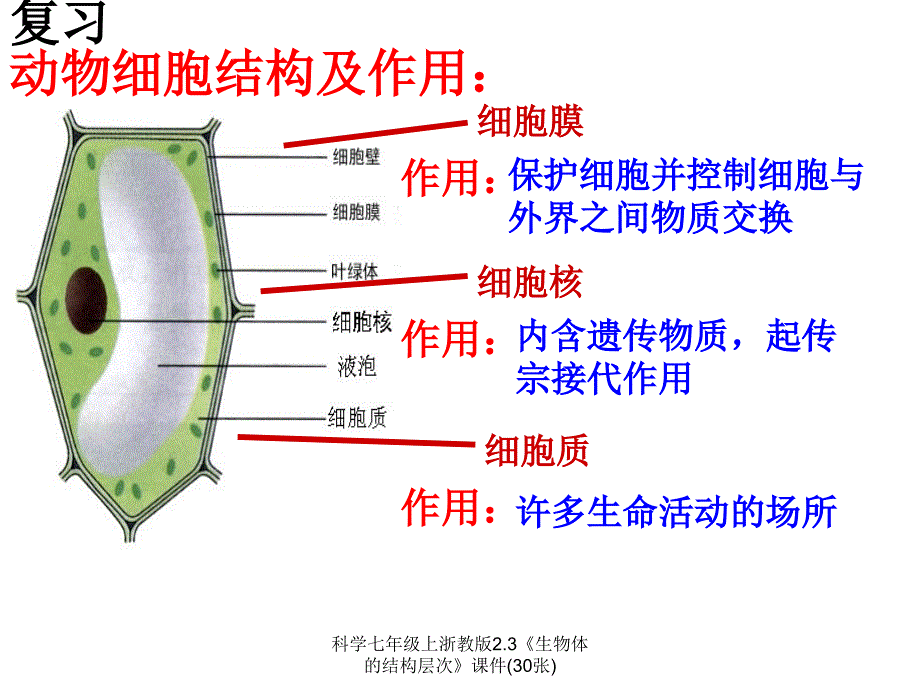 科学七年级上浙教版2.3生物体的结构层次课件30张经典实用_第2页