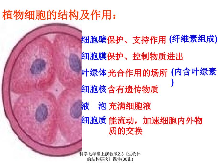 科学七年级上浙教版2.3生物体的结构层次课件30张经典实用_第3页