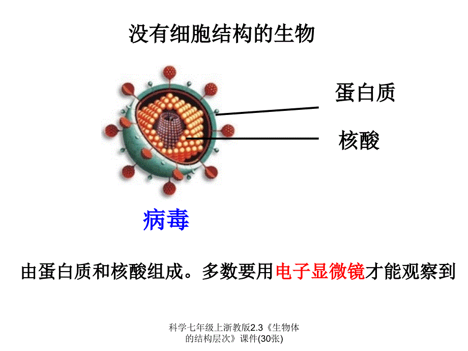 科学七年级上浙教版2.3生物体的结构层次课件30张经典实用_第4页